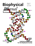 Mouse alpha-synuclein fibrils: not all wet