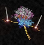 Revisiting the Central Dogma of Molecular Biology at the Single-Molecule Level – Lima 2019