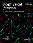 Simulating cell spreading on collagen coated substrates