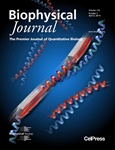 Sliding Diffusion Along One-Dimensional Protein-Protein Interface