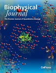 α-Synuclein in Osmolytes