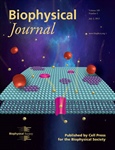 The Enzymatic Activity of Phospholipase D (PLD) Illustrated