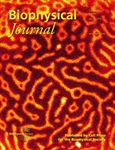 Giant Unilamellar Vesicle Dominates BJ Cover