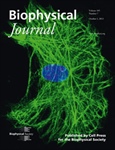 A Typical Vimentin Intermediate Filament Network Makes BJ Cover