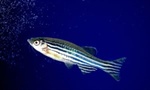 Using Zebrafish Mechanobiology to Understand Human Spinal Cord Injuries