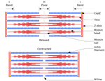 Muscle Contraction and Sliding Filaments