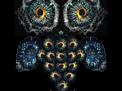 The Science Behind the Image Contest Winners: A Traction Owl