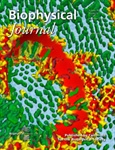 The Function of Lung Surfactant and the Lateral Organization of Lipids in Biological Membranes