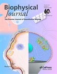 Biophysical Mechanism of Lung Surfactants