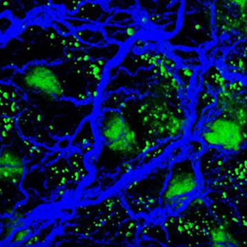 2024 Biological Fluorescence Subgroup