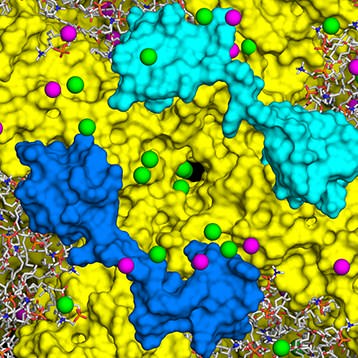 2025 Channels Receptors & Transporters Subgroup