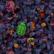 2024 Biopolymers in vivo Subgroup