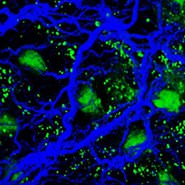 2024 Biological Fluorescence Subgroup